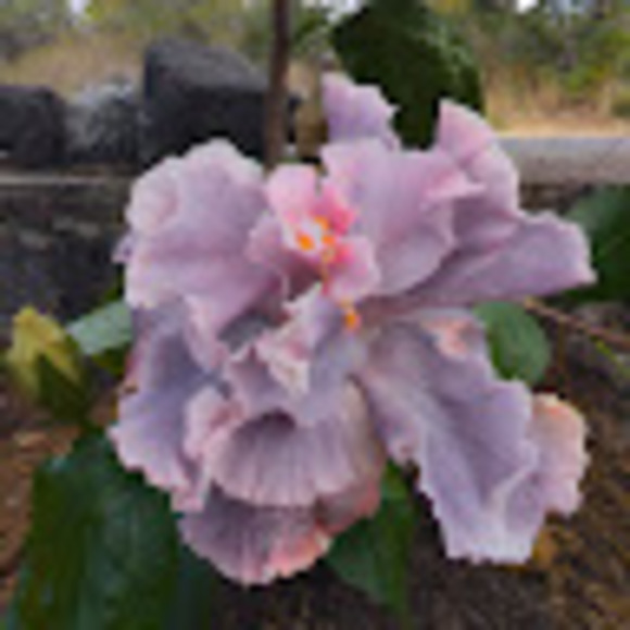 Meet your Posher, Josephine - Picture 1 of 1